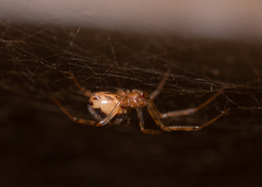 Steatoda castanea