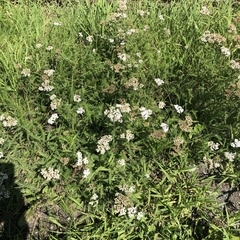 Achillea millefolium