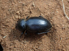Ocnodes