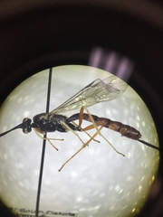 Dolichomitus irritator