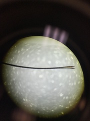 Dolichomitus irritator