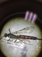 Dolichomitus irritator