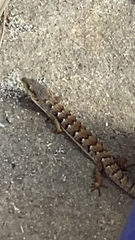 Elgaria multicarinata