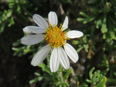 Phymaspermum