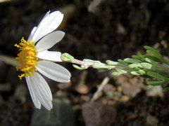 Phymaspermum