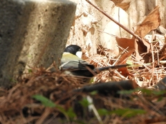 Parus minor
