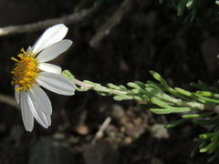 Phymaspermum