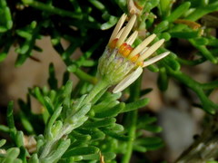 Phymaspermum