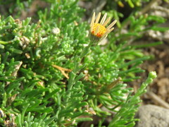 Phymaspermum