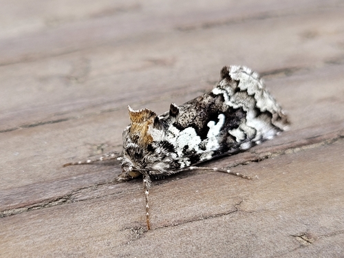 Salt-and-pepper Looper Moth photo 4