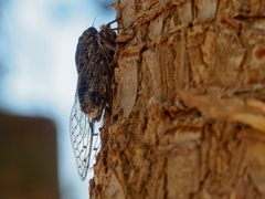 Cicada barbara