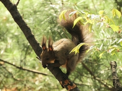 Sciurus vulgaris