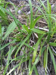 Carex concinnoides