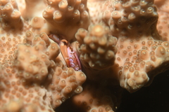 Tetralia rubridactyla