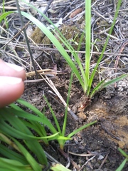 Carex concinnoides