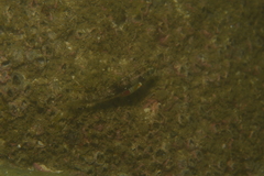 Halichoeres nebulosus