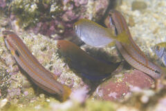 Anampses geographicus