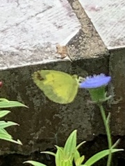 Eurema