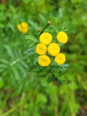 Tanacetum vulgare