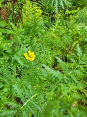 Tanacetum vulgare