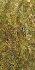 Spartaeinae