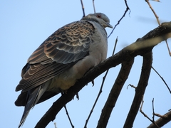 Streptopelia orientalis