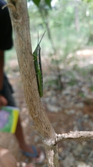 Orthacridini