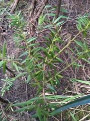 Podocarpus totara