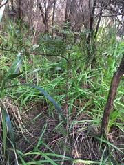 Podocarpus totara