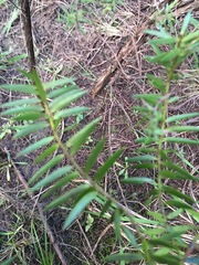 Podocarpus totara