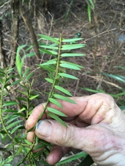 Podocarpus totara