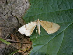 Gandaritis pyraliata