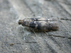 Euzophera pinguis