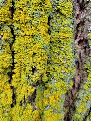 Xanthomendoza fallax