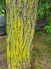 Xanthomendoza fallax