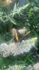 Papilio polyxenes