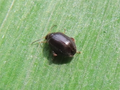 Scirtes hemisphaericus