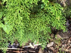 Selaginella labordei