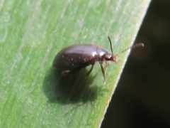 Scirtes hemisphaericus