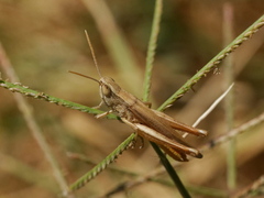 Euchorthippus elegantulus
