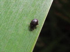 Scirtes hemisphaericus