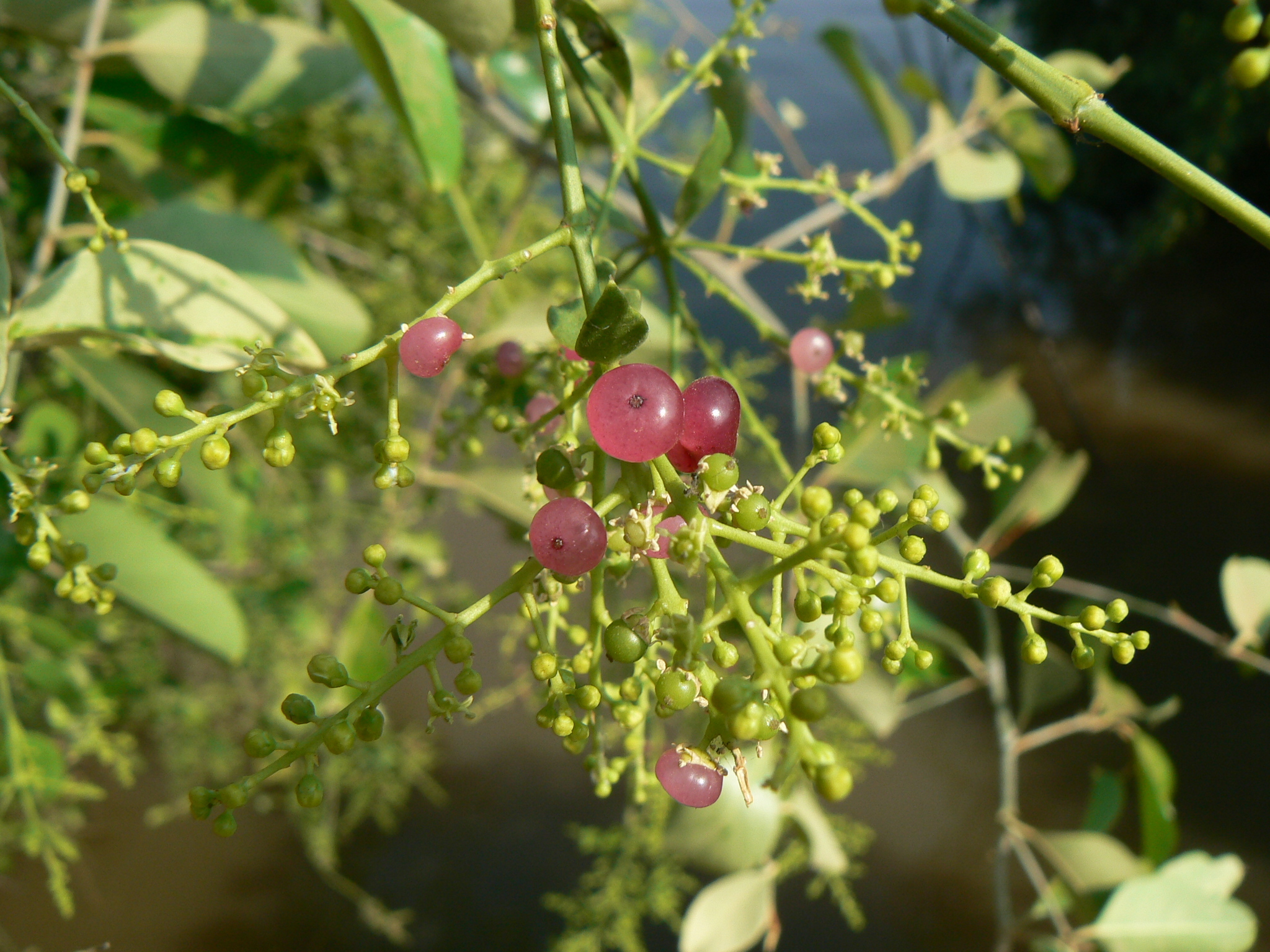 Salvadora persica NaturaLista Colombia