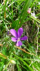 Viola dubyana