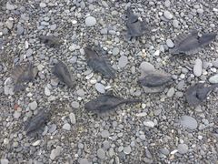Callorhinchus milii