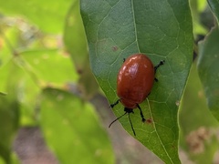 Chrysomelidae