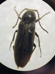 Perothops