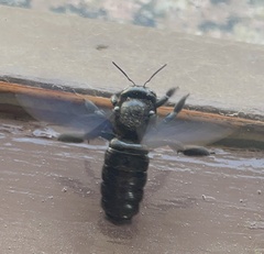 Xylocopa