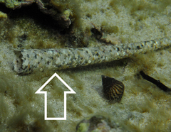 Pectinaria antipoda