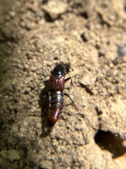 Hesperus baltimorensis