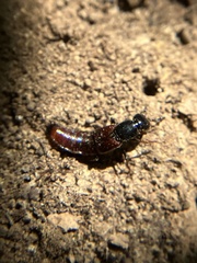 Hesperus baltimorensis